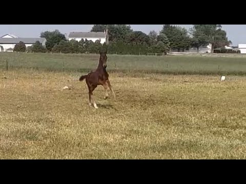 2022 Kwpn Colt By So Perfect X Globetrotter