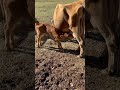 Yes It Must Be Love Cow Poop On My Arm And All Milkcow Babycow Butter