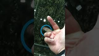 指を小魚についばまれるだけの動画
