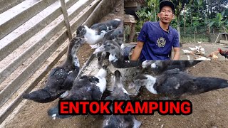 Download lagu TERNAK ENTOK,AYAM,BEBEK,JADI SATU KANDANG#entok#ayam#bebek  mp3 Download lagu TERNAK ENTOK,AYAM,BEBEK,JADI SATU KANDANG#entok#ayam#bebek  mp3
