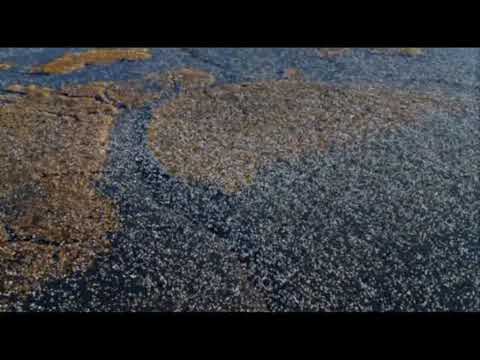 Azad, Jeyz, Chaker und Sezai - Mein Pein 2