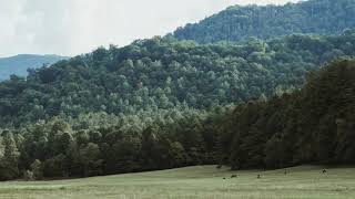 The Legend Of The Smoky Mountain Bigfoot