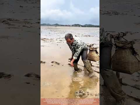 U-Fork Eel Capture : Rotational Technique in Coastal Silt