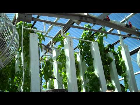 uw grad student’s hydroponic tower system grows lots of