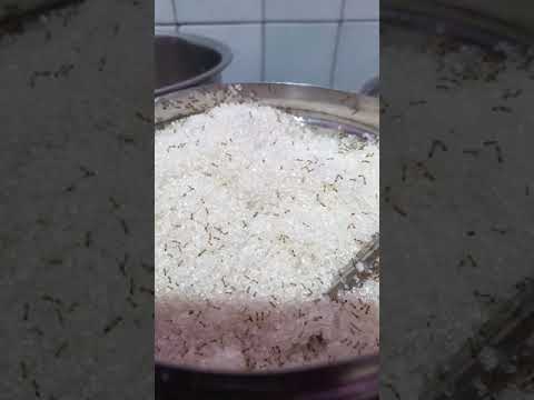 ant in sugar