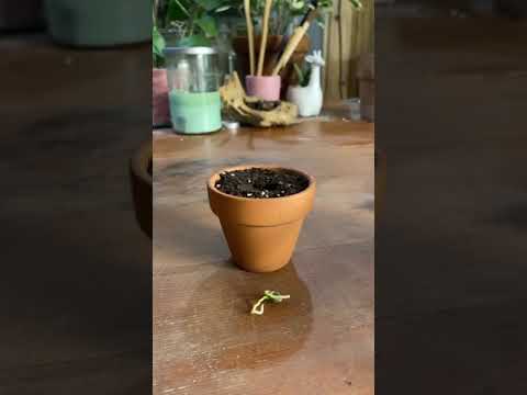 Growing a grapefruit seed into a tree 🌿 #planttiktok #planttok #howto #diy #indoorgarden