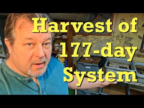 177-day red wiggler system's worms relocated & castings harvested - vermicomposting