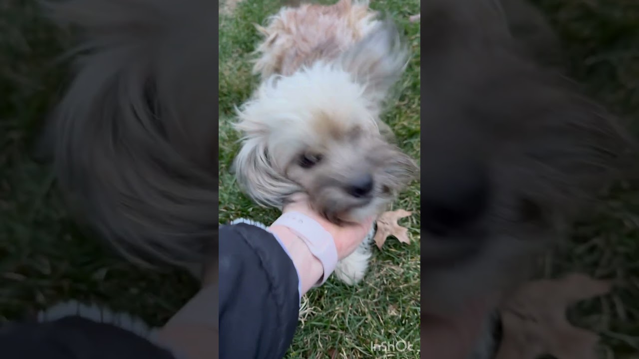 Enlarge Tater, a ADOPTABLE mixed breed in Lovettsville, VA video 5/6