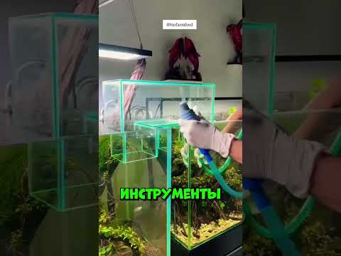 Рыбки внезапно исчезли... и появились в другом аквариуме #shorts