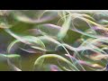 [MV] 한로로 (HANRORO) - 0+0