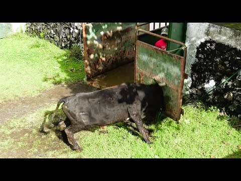 JAF - Grande Susto Abrir a Porta Ao Semental 104 - Big Scare When Opening The Door For Breeder 104