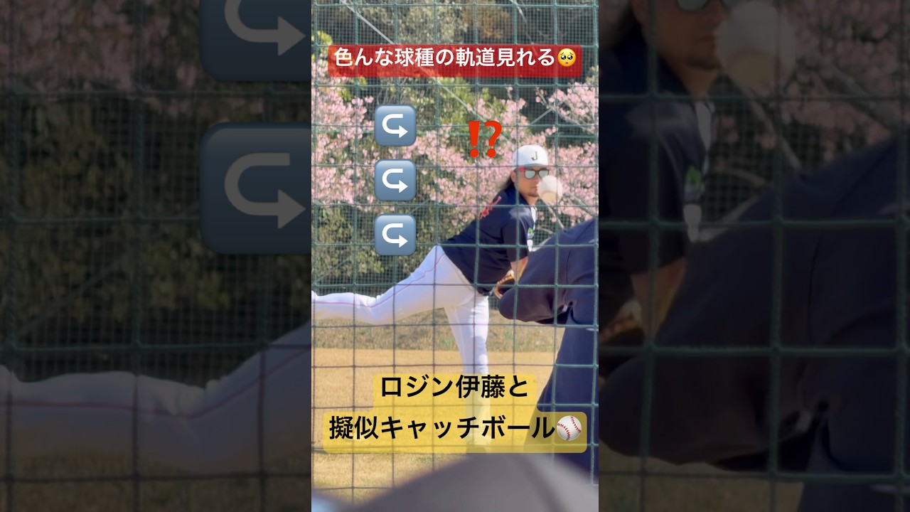 【現地観戦】ロジン伊藤と擬似キャッチボールすぎた#wbc#伊藤大海 #日ハム #samurai