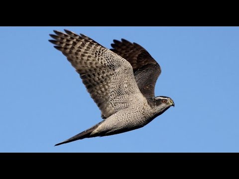 Wild Goshawk River Hunting UK — Accipiter gentilis