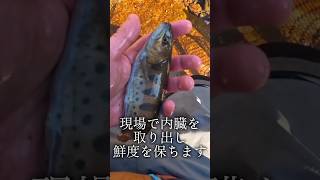 アマゴは鮮度を保つためにハラワタを出します #アマゴ #ヤマメ #渓流釣り