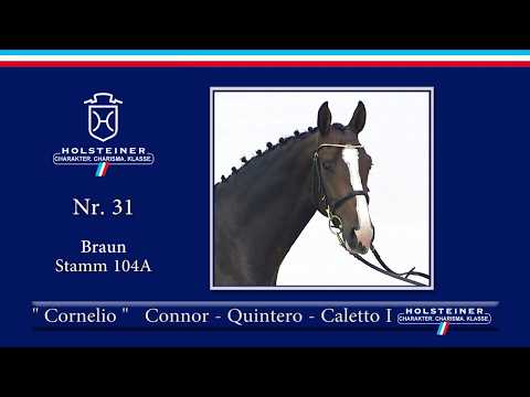 Holsteiner Körlot 2018 | Nr. 31 - CORNELIO v. Connor - Quintero