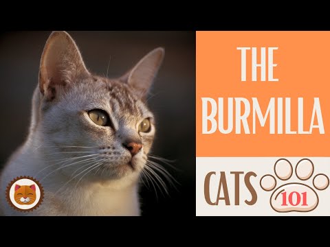 🐱 Cats 101 🐱 BURMILLA CAT - Top Cat Facts about the BURMILLA