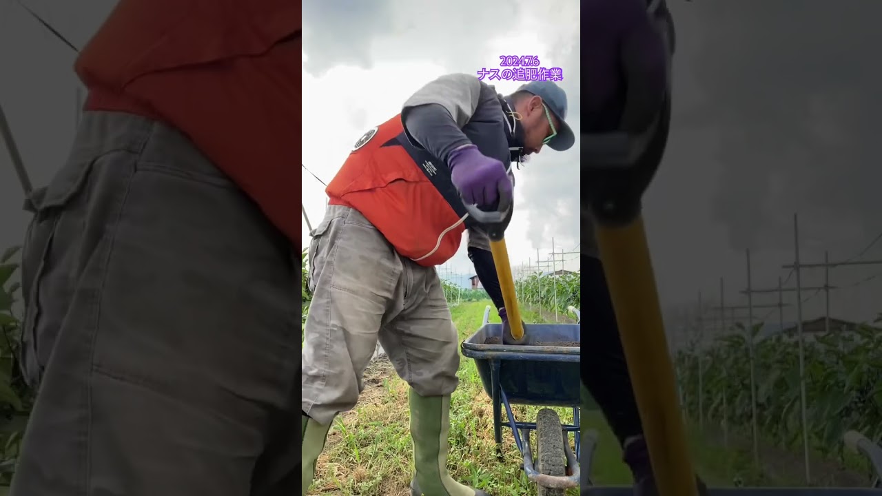 【7月 ナス 追肥】追肥は雨前にささっとやっちゃいます！2024.7.6 #ナスケン
