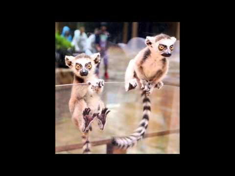 DIEGO Y RENS - 5Js (PROD.FULSTON)