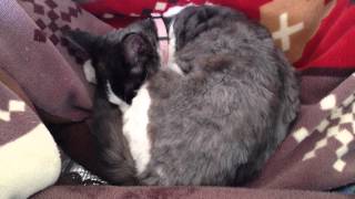 食後はお昼寝 マサカー？ Massacre-killing Time Fred Frith Bill Laswell Fred Maher