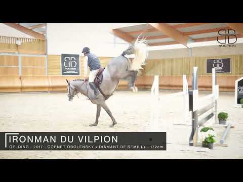IRONMAN DU VILPION  (CORNET OBOLENSKY x DIAMANT DE SEMILLY) 6 years old gelding