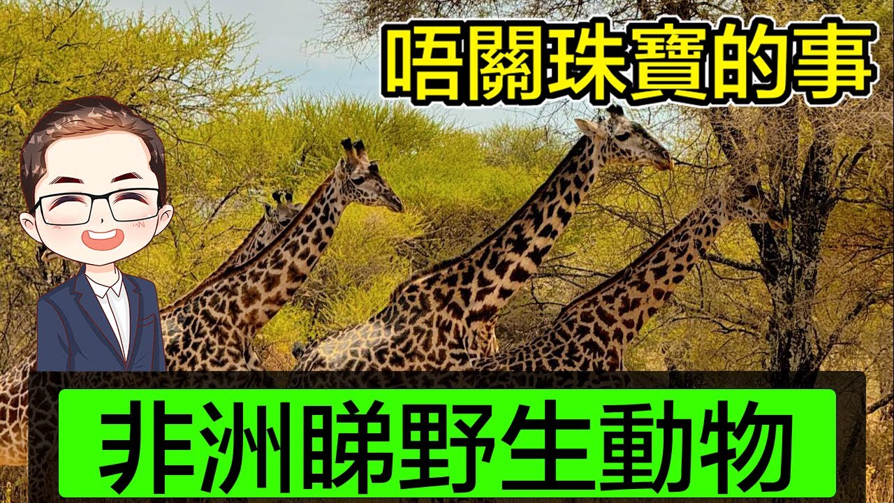 【坦桑尼亞】慎入！完全唔關珠寶的事｜非洲睇野生動物｜非洲走地長頸鹿大笨象獵豹斑馬野豬｜Diamond Asia - HK