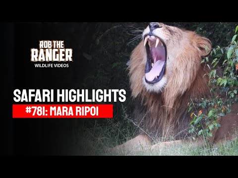 Safari Highlights #781: 23 Feb - 01 March 2024 | Lalashe Mara Ripoi | Latest #Wildlife Sightings
