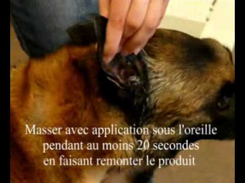 comment soigner mites d'oreilles chien naturel