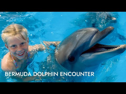 download lagu mp3 mp4 Bermuda Dolphins, download lagu Bermuda Dolphins gratis, unduh video klip Download Bermuda Dolphins Mp3 dan Mp4 Full Gratis