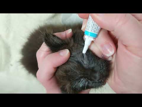 How to give Eye ointment to Kittens - Caring for a newly rescued sick kitten