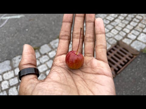 Tiny Apple in Würzburg| Fruit hunt | Rottenbauer| Germany
