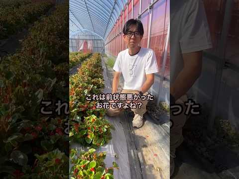 馬糞を嫌う植物は何ですか?何のために ？何に置き換えますか?  庭園