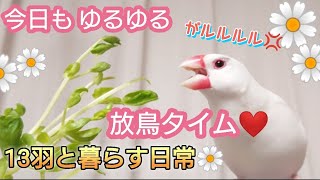 【文鳥】今日もゆるゆる、ネムネム、モグモグ。可愛い文鳥～ズ♪