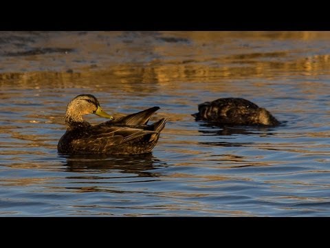 From the Field: Conserving Chesapeake Bay habitat for American Black Ducks Video