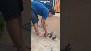 Download lagu #shots banjir menjadi berkah tersendiri bagi burung-burung belibis mp3