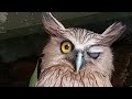 RAJA KEGELAPAN BURUNG HANTU TELINGA PANJANG