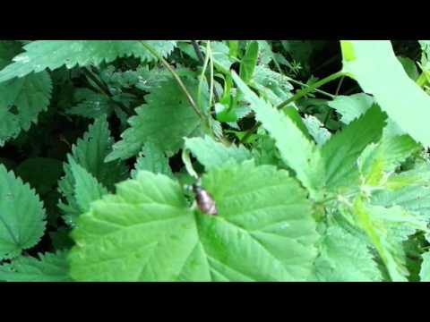 Leucochloridium paradoxum - Green-banded broodsac