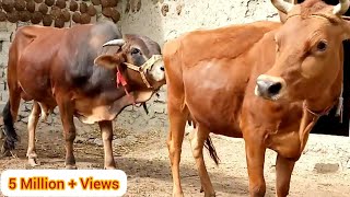 Download lagu Amazing Excellent Bull and cow. || Village Animals || mp3 Download lagu Amazing Excellent Bull and cow. || Village Animals || mp3