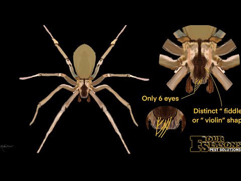 How To Identify A Brown Recluse Infestation