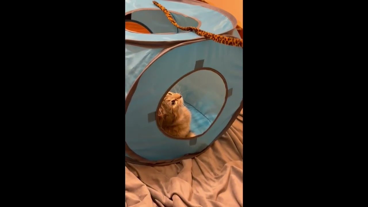 Enlarge Piper, an adopted mixed breed in Brampton, ON video 6/6