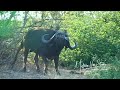 The best Cape Buffalo charge EVER! With Johan Hermann Safaris