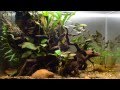 Cameroon biotope aquarium 