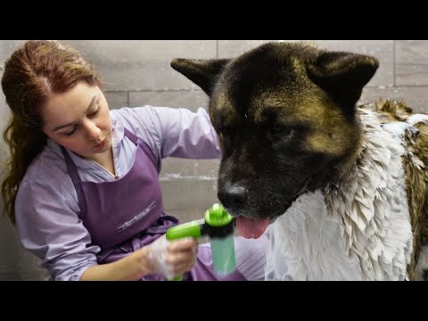 With great big dogs comes great responsibility | American Akita