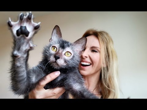THE WOLF CAT - The Lykoi - YouTube