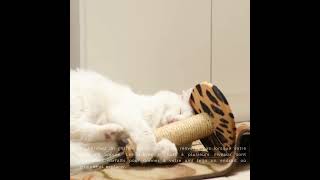 Comment choisir le griffoir idéal pour votre chat?