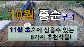 10월 중순부터 11월 초순에 심을 수 있는 8가지 추천 작물! #가을 텃밭에 심는 작물 #11월 초에 심어…