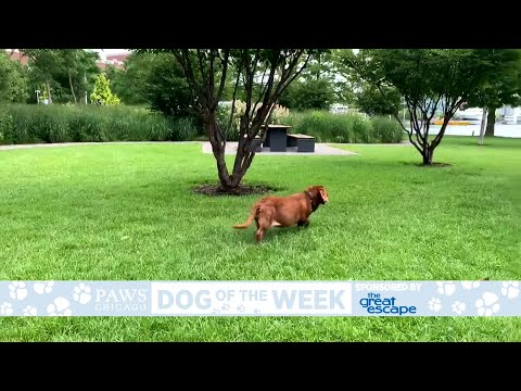 PAWS Dog Of The Week: Marisol