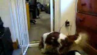 Uncle Henry steals the puppies' toy
