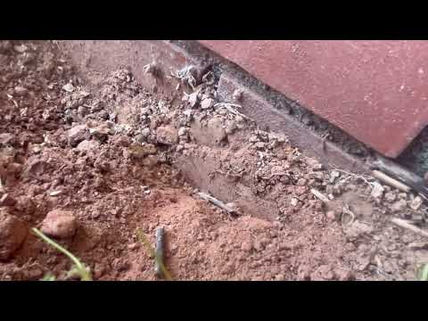 A Large Subterranean Termite Colony Bordering the Home in Island Heights, NJ