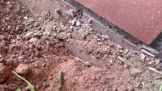 A Large Subterranean Termite Colony Bordering the Home in Island Heights, NJ