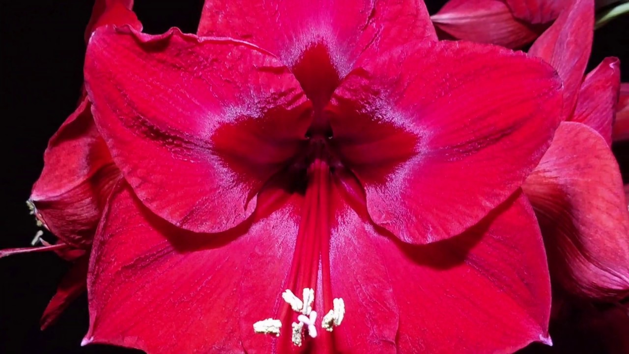 Timelapse of Red Lion Amaryllis